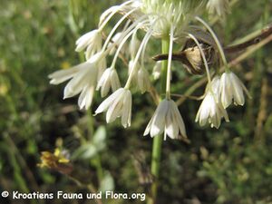 Allium tenuiflorum Tenore, 1814 Vir 130613 2660.JPG