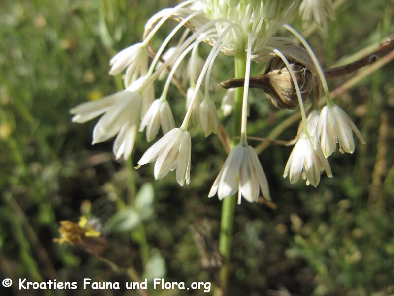 Datei:Allium tenuiflorum Tenore, 1814 Vir 130613 2660.JPG