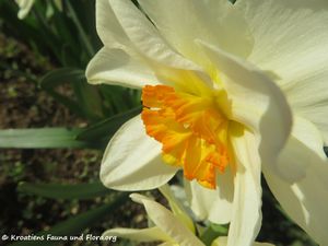 Narcissus pseudonarcissus Linné, 1758 Vir 170321 5953.jpg