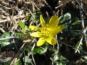 Ficaria verna Hudson, 1762 - Frühlings - Scharbockskraut, zlatica. Fundort: Murvica 02/2016. Heilpflanze, Giftpflanze