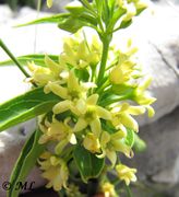 Vincetoxicum hirundinaria subsp. adriaticum (Beck) Markgraf, 1971 - Adriatische Schwalbenwurz, ]jadranski lastavičnjak. Fundort: Vir, Heilpflanze