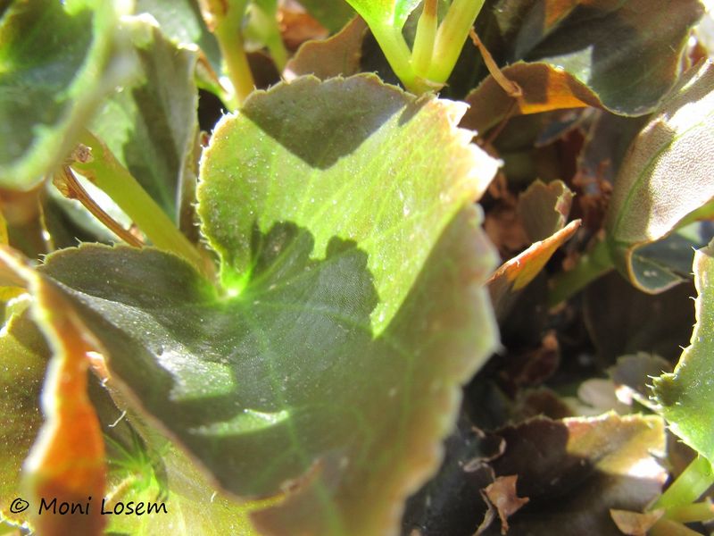 Datei:Begonia semperflorens-cultorum Hort. ZeDo 150730 1466.jpg