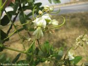 Styphnolobium japonicum (Linné) Schott, 1830 - Japanischer Schnurbaum, Japanska sofora. Fundort: Nin 07/2015, Giftpflanze, Heilpflanze, Invasive Pflanze, Zierpflanze, Baum, Essbare Pflanze (Blüten)