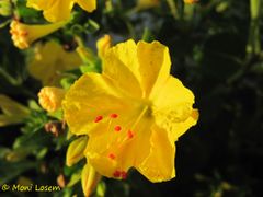 Gelbe Blüte mit roten Staubblättern, Vir 07/2015