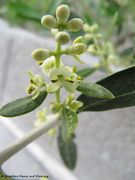 Olivenbaum, maslina. Fundort: Vir 05/2012, Heilpflanze, Essbare Pflanze