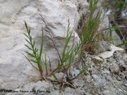 Catapodium rigidum (L.) C.E.Hubbard, 1953 - Gewöhnliches Steifgras, kruta tvrdulja. Fundort: Otok Vir 04/2017