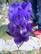 Iris pallida subsp. Illyrica (Tomm. ex Vis.) K.Richter, 1890 - Istrien-Schwertlilie, ilirska perunika. Fundort: Kamenjak 04/2019, endemische Pflanzen, Gefährdete Pflanze, Heilpflanze, Zierpflanze