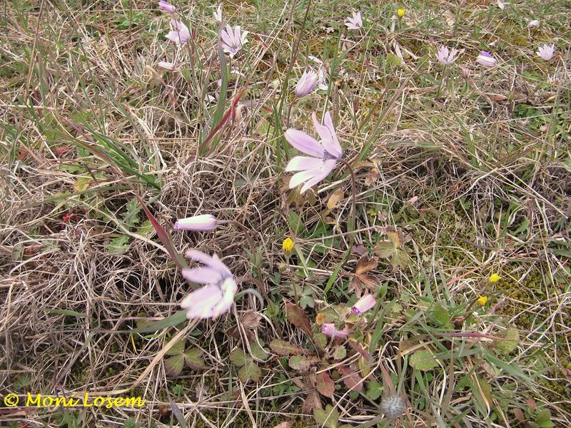 Datei:Anemone hortensis Linné, 1753, Zad 130328 0442.jpg