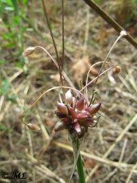 Allium oleraceum Linné, 1753 Dra 130821 3721.jpg
