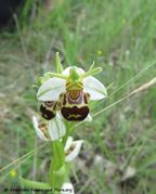Bienen-Ragwurz, pčelina kokica. Fundort: Paljuv 05/2018, Geschützte Pflanze, Gefährdete Pflanze
