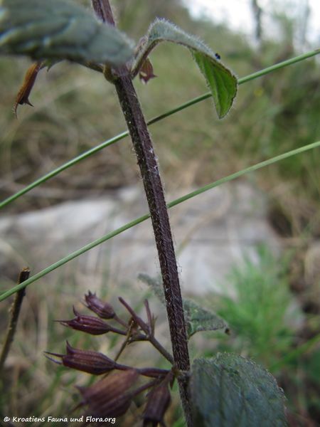 Datei:Clinopodium menthifolium (Host) Stace, 1989 OdRu 141004 5939.jpg