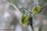Artemisia absinthium Linné, 1753 - Wermut, pelin. Fundort: Senj 12/2013