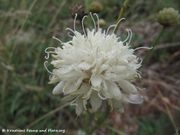 Cephalaria leucantha (L.) Schrader ex Roemer, 1818 - Riesen-Schuppenkopf, bijela glavatka. Fundort: Lukovo Šugarje 10/2014, Zierpflanze