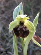 Ophrys sphegodes Miller, 1768 - Spinnen-Ragwurz, kokica paučica. Fundort: Vir 03/2014. Streng geschützt