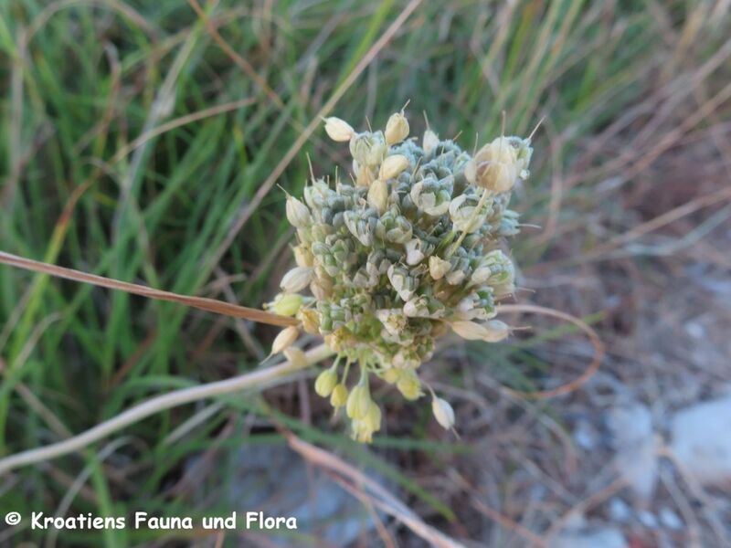 Datei:Allium flavum Vir 230715 4195.JPG