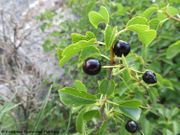 Prunus mahaleb Linné, 1753 - Stein-Weichsel, rašeljka. Fundort: Obrovac 06/2018, Essbare Pflanze , Heilpflanze, Giftpflanze