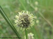 Kugel-Simse, obićni sitinac. Fundort: Privlaka 05/2014. Gefährdete Pflanze, Zierpflanze