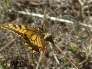 Papilio machaon Linné, 1758 - Schwalbenschwanz, obični lastin rep. Fundort: Nin 09/2012, Gefährdetes Tier , Geschütztes Tier