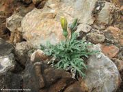Reichardia picroides (Linné) Roth, 1787 - Bittere Reichardie, sredozemna bršaka.Fundort: Žigljen 06/2013, Essbare Pflanze