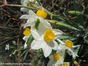 Narcissus tazetta Linné, 1753 - Tazette, višecvjetni sunovrat- Fundort: Vir 03/2017, Giftpflanze , Zierpflanze