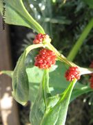 Echter Erdbeer-Spinat, križana loboda. Fundort: Österreich - Niedersulz 08/2012, Essbare Pflanze