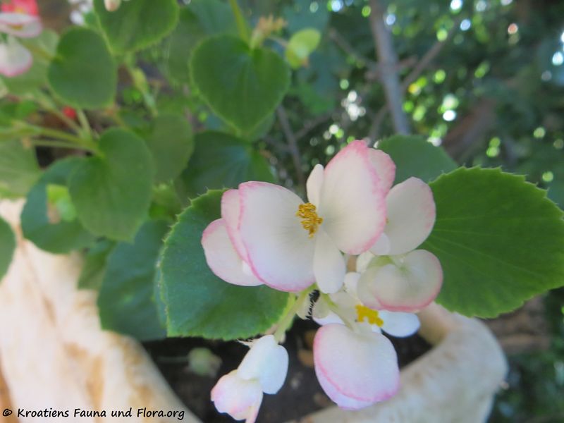 Datei:Begonia semperflorens-cultorum Kož 180617 14187.jpg