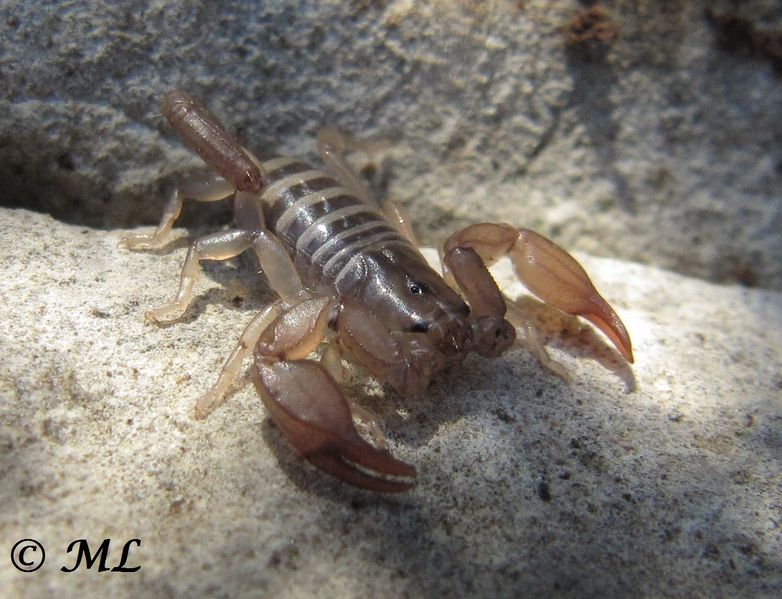 Datei:Euscorpius tergestinus Koch, 1837, Vir 121230 4330 Dk.jpg