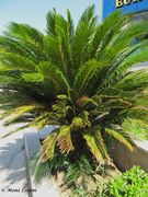 Cycas revoluta Thunberg, 1784 - Palmfarn, cikas. Fundort: Zadar, Invasive Pflanze , Giftpflanze , *Zierpflanze