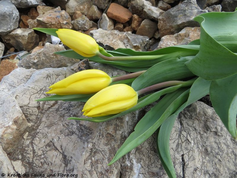 Datei:Tulipa gesneriana Linné, 1753 Vir 180324 113592.jpg