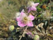 Rubus ulmifolius Schott, 1818 -Mittelmeer-Brombeere, seoska kupina. Fundort: Otok Vir 10/2018, Essbare Pflanze, Heilpflanze, Strauch