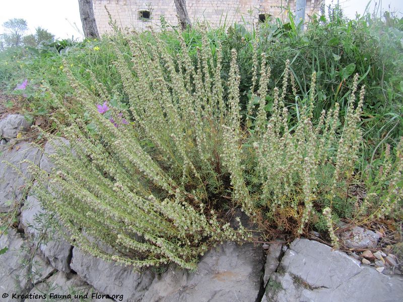 Datei:Artemisia alba Turra, 1764 SeNe 141016 6149.jpg