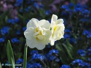 Narcissus pseudonarcissus Linné, 1758 - Gelbe Narzisse, žuti sunovrat. Narcissus cultivar 'Bridal Crown. Fundort: Zadar 04/2015