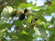 Morus nigra Linné, 1758 - Schwarze Maulbeere, crni dud. Fundort: Povile 06/2011, Invasive Pflanze , Essbare Pflanze , Heilpflanze