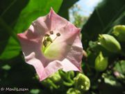 Nicotiana tabacum Linné, 1753 - Virginischer Tabak, pravi duhan. Fundort: Niedersulz 08/2012, Invasive Pflanze , Giftpflanze