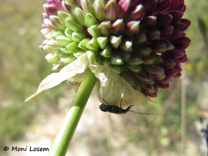 Datei:Allium sphaerocephalon Linné, 1753 Vir 140610 3959.jpg