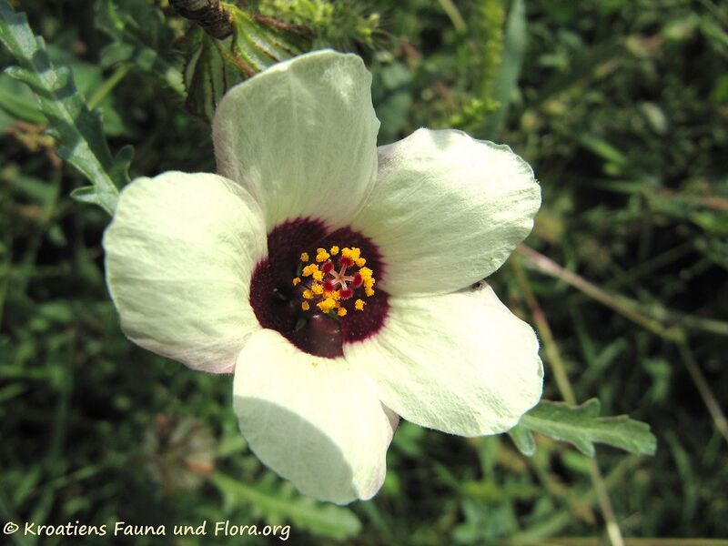 Datei:Hibiscus trionum Linné, 1753 Vir 110908 6 k.jpg