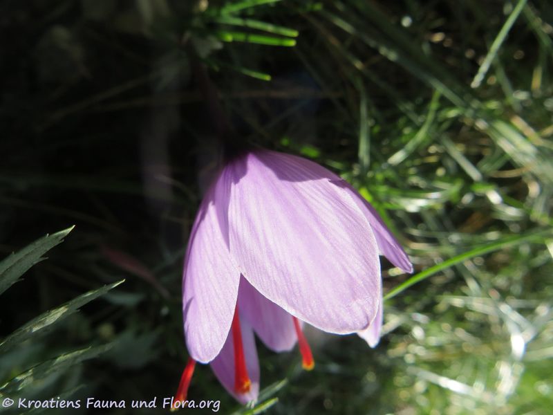 Datei:Crocus sativus Linné, 1753 WFlo 191012 1765.jpg