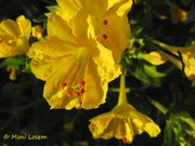 Mirabilis jalapa Linné, 1753 - Wunderblume, peruanski noćurak. Fundort: Vir 07/2015, Invasive Pflanze , Giftpflanze , Zierpflanze