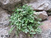 Mauerraute, zidna slezenica. Fundort: Senj/ 04/2014, Heilpflanze, Magische Pflanze