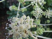 Fatsia japonica (Thunb.) Decaisne & Planchon, 1854 – Japanische Aralie, japanska aralija. Fundort: Nin, Invasive Pflanze , Giftpflanze , Zierpflanze