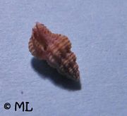 Raphitoma linearis Montagu, 1803, Fundort: Vir 06/2010, Meerestier