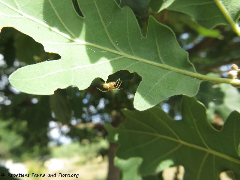 Datei:Quercus pubescens Willdenow, 1796 Pol 180606 13966.jpg