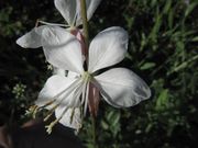 Weißer Diptam - bijeli jasenak. Fundort: Pentling 10/2012, Zierpflanze, Giftpflanze