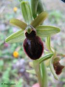Ophrys liburnica Devillers et Devillers-Tersch., 2004 - Liburnische Ragwurz, liburnijska kokica Fundort: Roški slap 03/2015. Streng geschützt