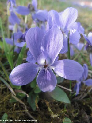 Viola odorata Linné, 1753 Neutr 140404 1321.jpg