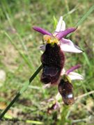 Ophrys bertolonii Moretti, 1823 - Bertolonis Ragwurz, bertolonijeva kokica. Fundort: Vir 05/2013, Streng geschützt