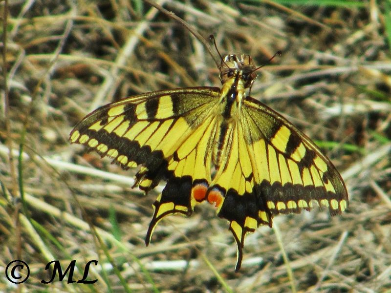 Datei:Papilio machaon Linné, 1758, Nin 120907 1974.jpg