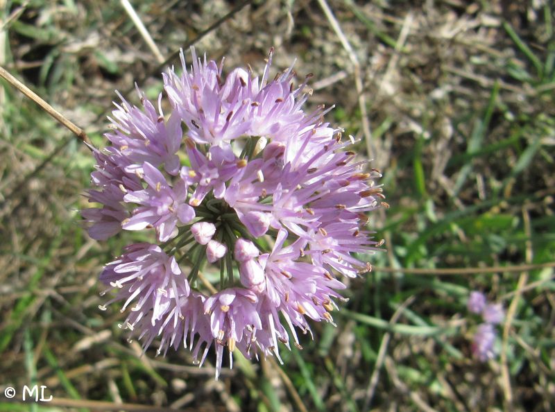 Datei:Allium incensiodorum Radić, 1994 100921 07.jpg