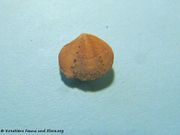 Gouldia minima Montagu, 1803 - Dreieckige Venusmuschel. Fundort: Otok Vir 09/2010, Meerestier