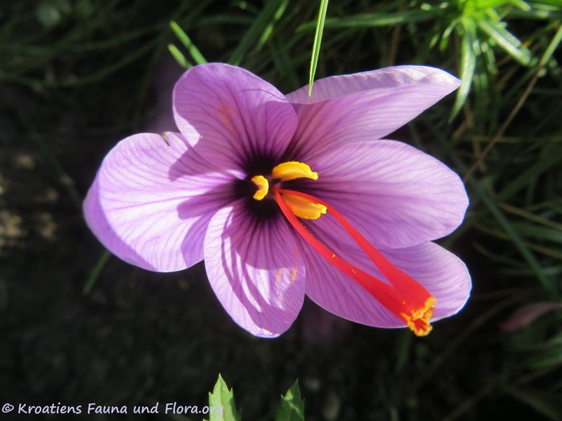Datei:Crocus sativus Linné, 1753 WFlo 191012 1762.jpg